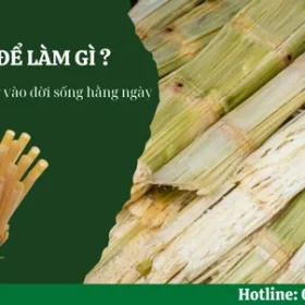 Bã mía để làm gì? Những ứng dụng vào đời sống hằng ngày