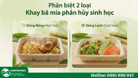 Khay bã mía phân hủy sinh học: Phân biệt 2 dòng phổ biến